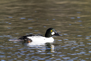 Common Golden eye Duck on water