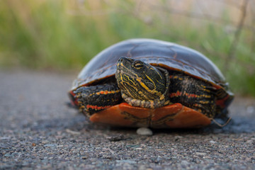 Box Turtle