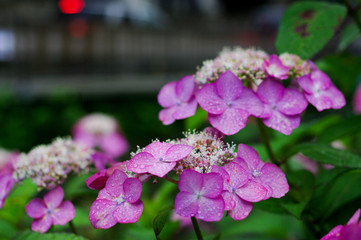 額紫陽花