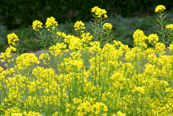 Fototapeta premium 菜の花
