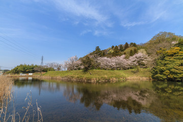 Fototapeta na wymiar 春の佐倉城跡の出丸跡の風景