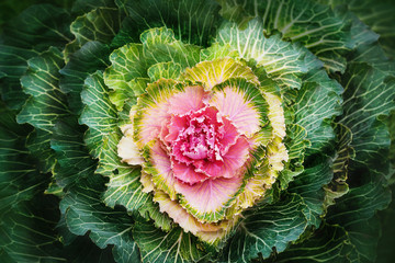 Cabbage heart flower. Kale vegetable ornamenta