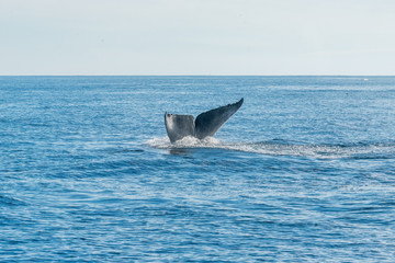 Fototapeta premium Whales Watching