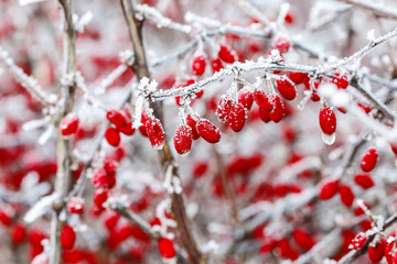 Berberis branch under heavy snow and ice.