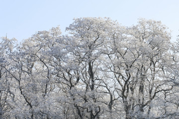 Frosted trees on sunny winter day.