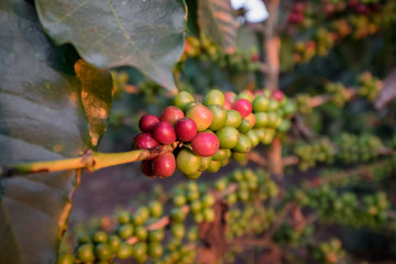 Close up Fresh organic red coffee cherries, raw berries coffee beans on coffee tree plantation with sunlight in Doi Chang, Chiang Rai, Thailand