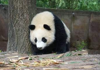Obraz premium Giant panda searching for food in the zoo