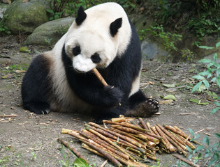 Obraz na płótnie Canvas Giant panda eating bamboo shoot in the zoo