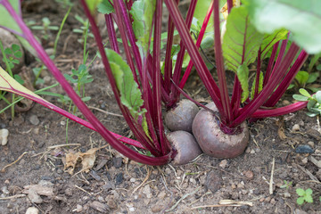 beetroot growing in the garden