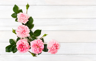 Pink roses (shrub rose) on background of white painted wooden planks with space for text. Top view, flat lay.