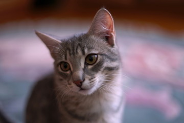 Серый полосатый кот смотрит в сторону.