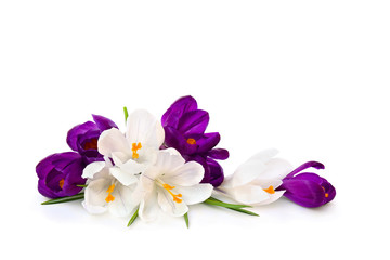 Crocus violets et blancs (Crocus vernus) sur fond blanc avec un espace réservé au texte.