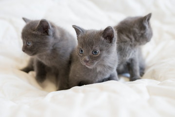три серых котёнка на белом покрывале.