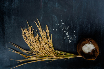 Thailand Rice on wooden table, rice in sackcloth and rice paddy on black wood,rice in sack,white rice in burlap sack with rice grain on the black wood