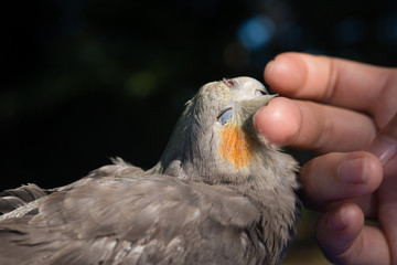 リラックスするオカメインコ