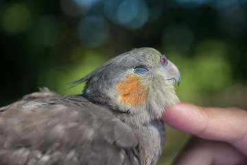 リラックスするオカメインコ