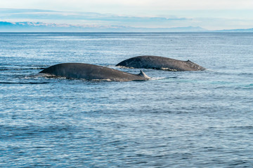 Obraz premium Whales