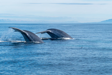 Fototapeta premium Whales