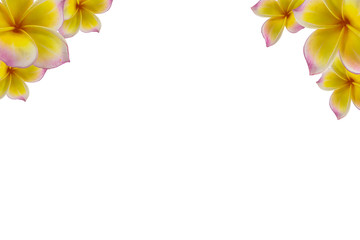 Yellow plumeria flower with isolated background