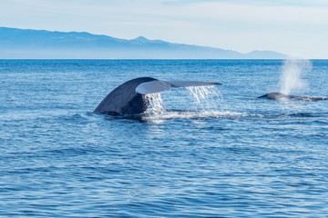 Fototapeta premium Whales