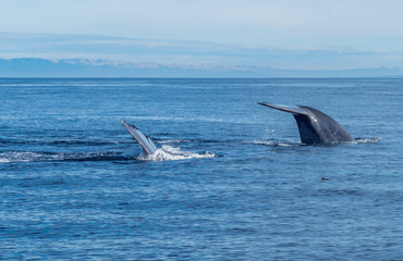 Fototapeta premium Whales