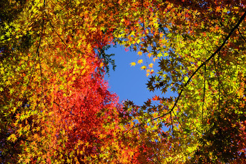 紅葉に囲まれて