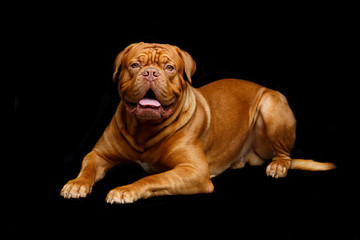 beautiful bordeaux dogue dog