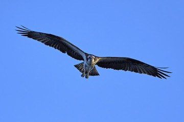 Osprey (Pandion haliaetus)