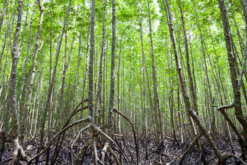 Fototapeta premium roots mangrove forest in rainforest phang nga thailand.
