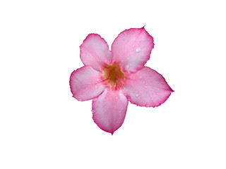 Pink Adenium has a clear drop of water on its flowers. Is on a white background.