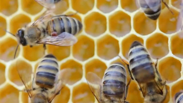 Bee with varroa mite attached to its body