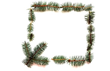 sprigs of blue spruce