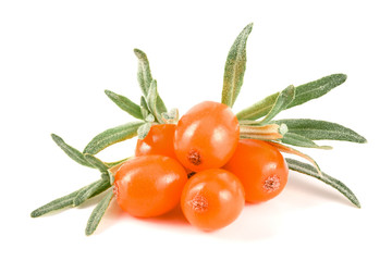 Sea buckthorn. Fresh ripe berry with leaves isolated on white background macro
