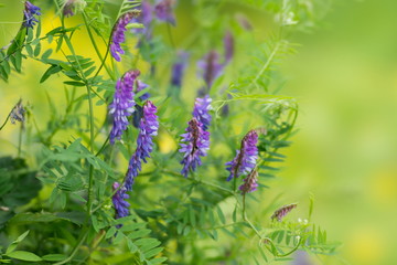 Цветущий Мышиный горошек на зелёном фоне.
