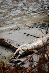A salmon carcass lies on the river bank