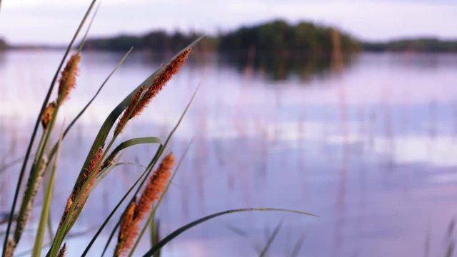 Acute sedge inflorescences by calm lake