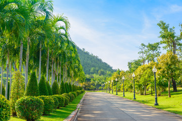 Palm tree in garden. nature ourdoor backgroud