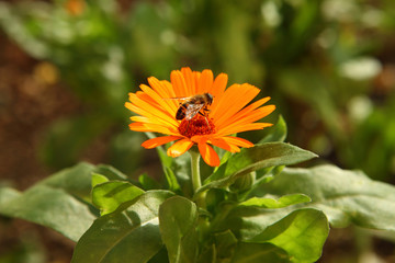 The bumblebee sits on calendula officinalis flower known as pot marigold, ruddles, common or Scotch marigold