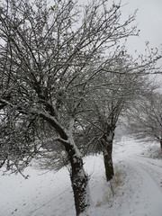 Snow-covered landscape with a beautiful avenue with big trees in a small village in Kassel, Germany