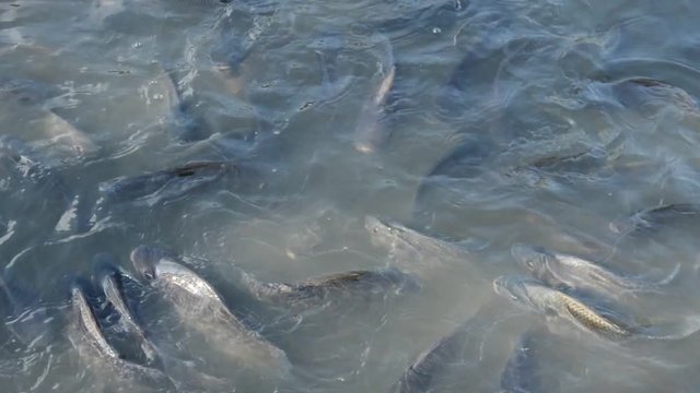 mango fiah and catfish feeding bread in water pool