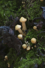 Pholiota alnicola mushrooms