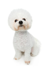 beautiful bichon frisee dog
