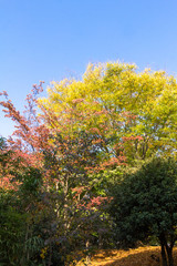 Autumn leaves of Sarue Park in Koto Ward, Tokyo, Japan /  Opened in 1932 and old, it was known to surrounding residents as precious 