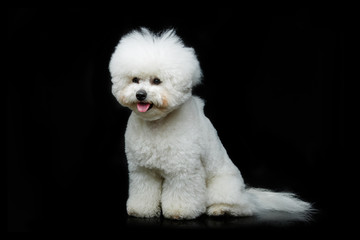 beautiful bichon frisee dog