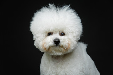 beautiful bichon frisee dog