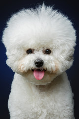beautiful bichon frisee dog