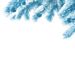Snow-covered pine branch with cones  isolated on white background