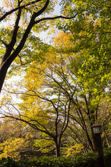 Autumn leaves of Sarue Park in Koto Ward, Tokyo, Japan / Opened in 1932 and old, it was known to surrounding residents as precious