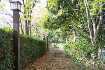 Autumn leaves of Sarue Park in Koto Ward, Tokyo, Japan / Opened in 1932 and old, it was known to surrounding residents as precious