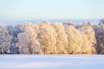 Tree grove with hoarfrost in a wintry landscape